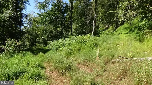 a view of a lush green forest