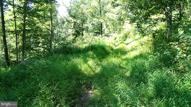 a view of a lush green forest