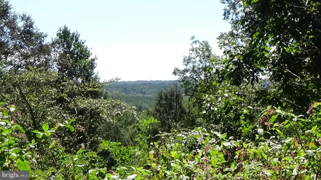 a view of a lush green forest