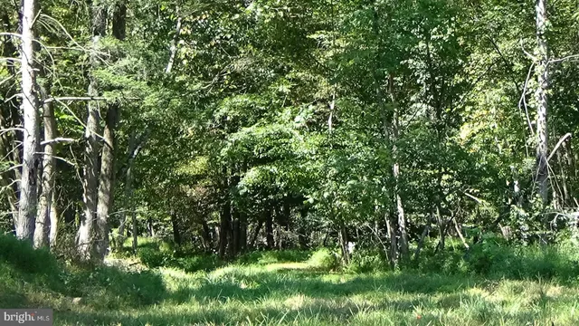 a view of a lush green forest