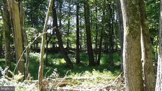 a close up of a plant in a garden