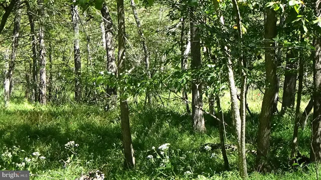 a view of a lush green forest