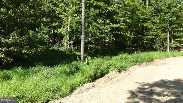 a view of a garden with plants and a large tree