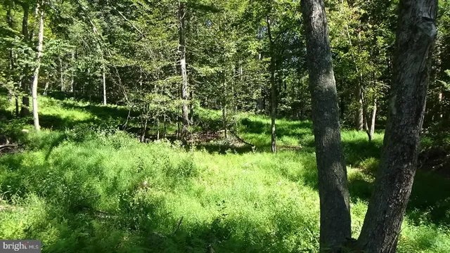 a view of a lush green forest