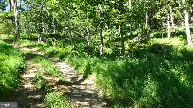 a view of a lush green forest