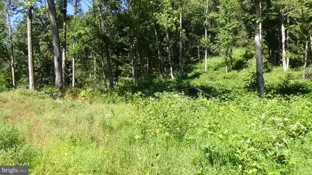 a view of a lush green forest