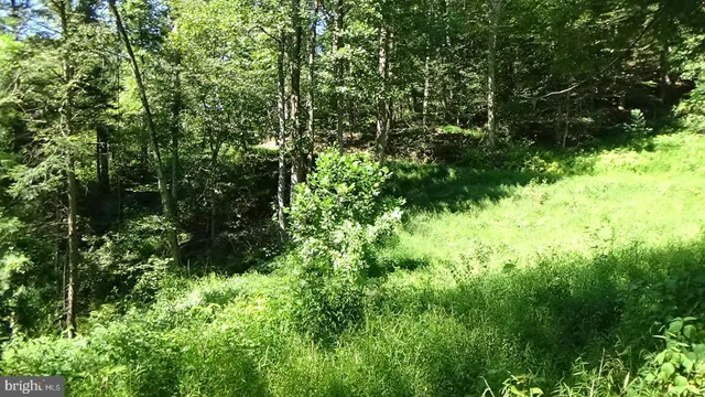 a view of a lush green forest