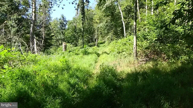 a view of a lush green forest