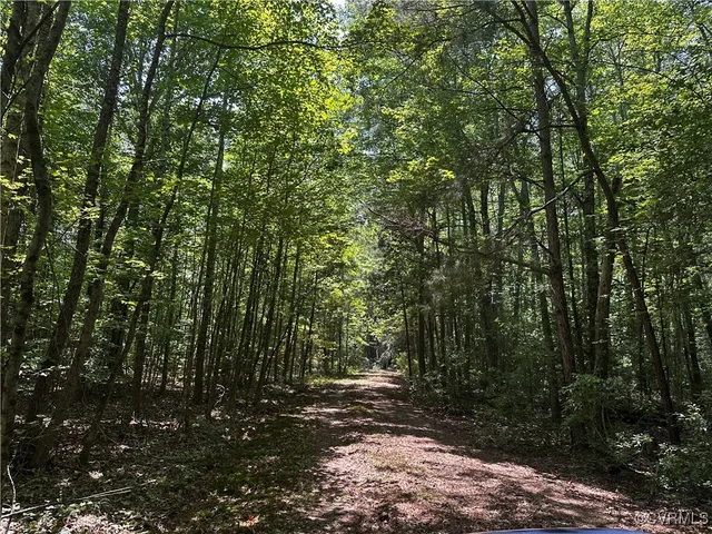 a view of a yard with plants and trees