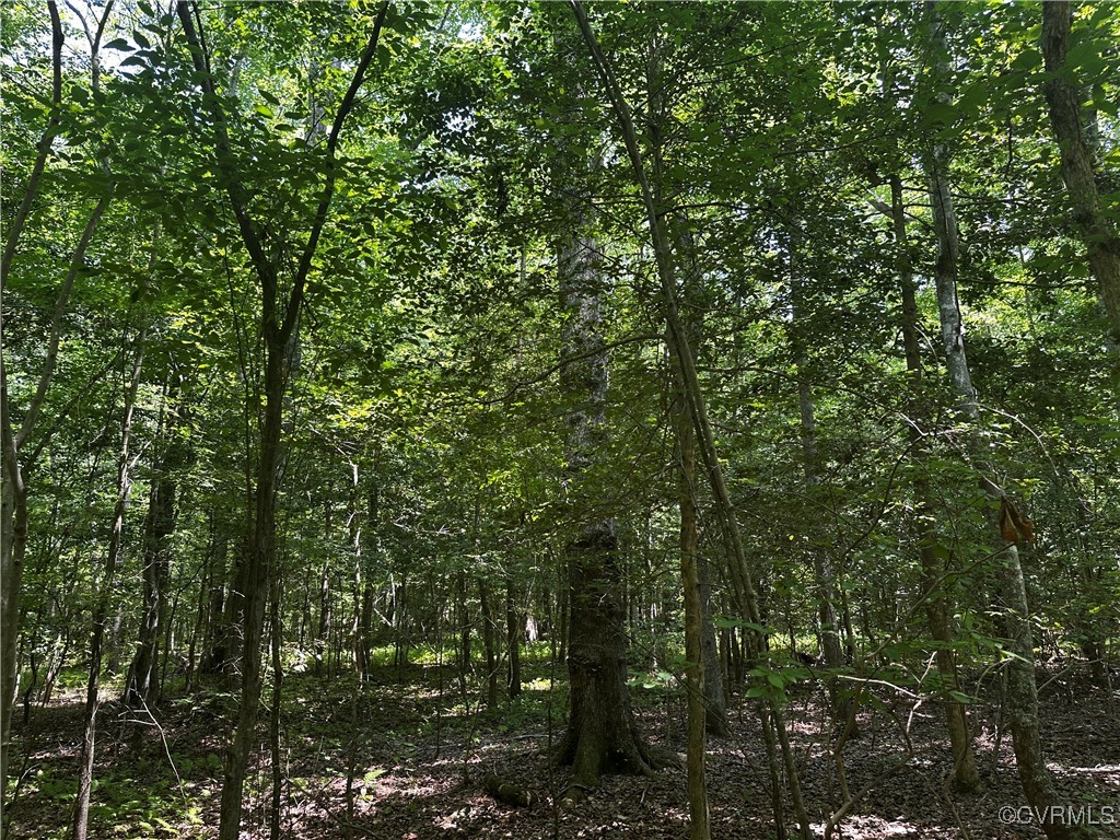 000 Buckley Hall Road Dutton, VA 23050 - Photo 3 of 4 View of wooded area