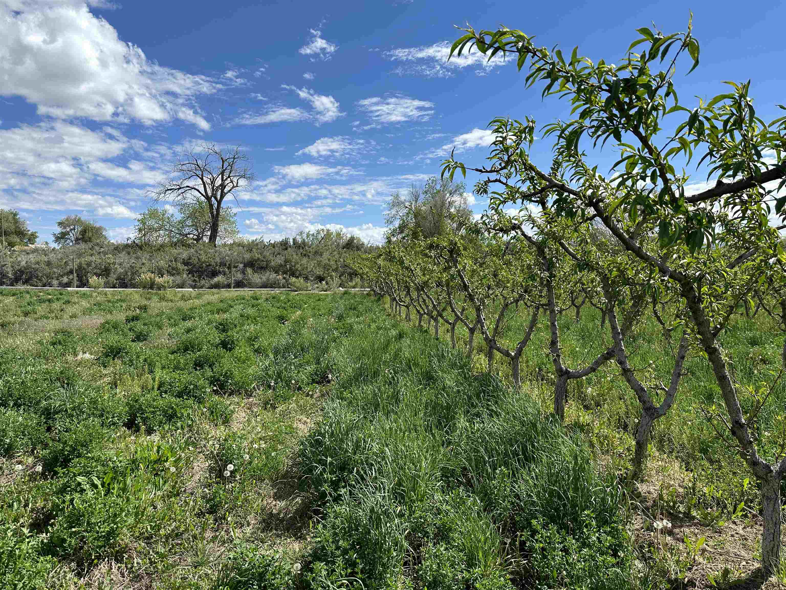 203 31 Road Grand Junction, CO 81503 - Photo 12 of 15 Gallery Image 12