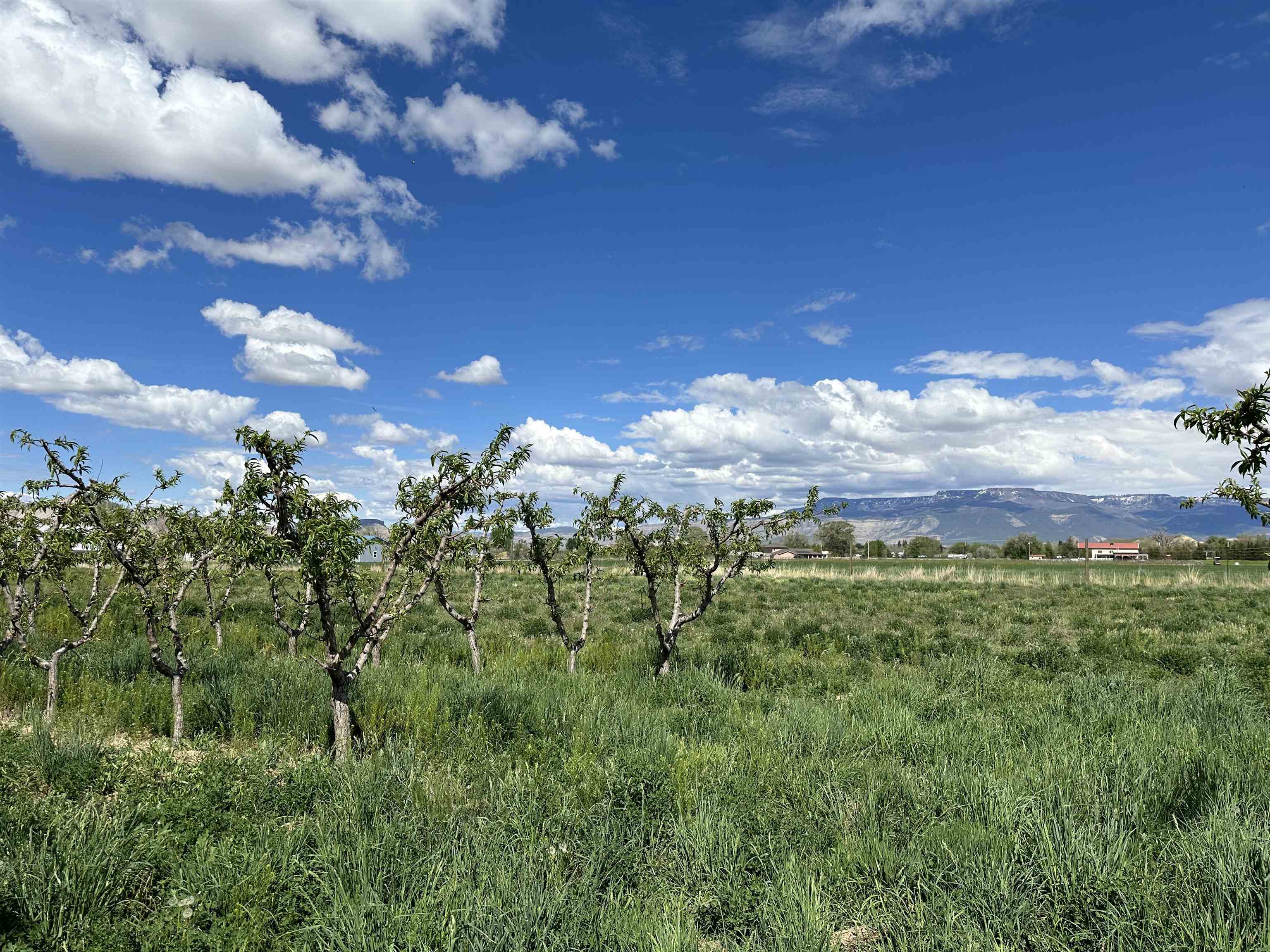 203 31 Road Grand Junction, CO 81503 - Photo 13 of 15 Gallery Image 13
