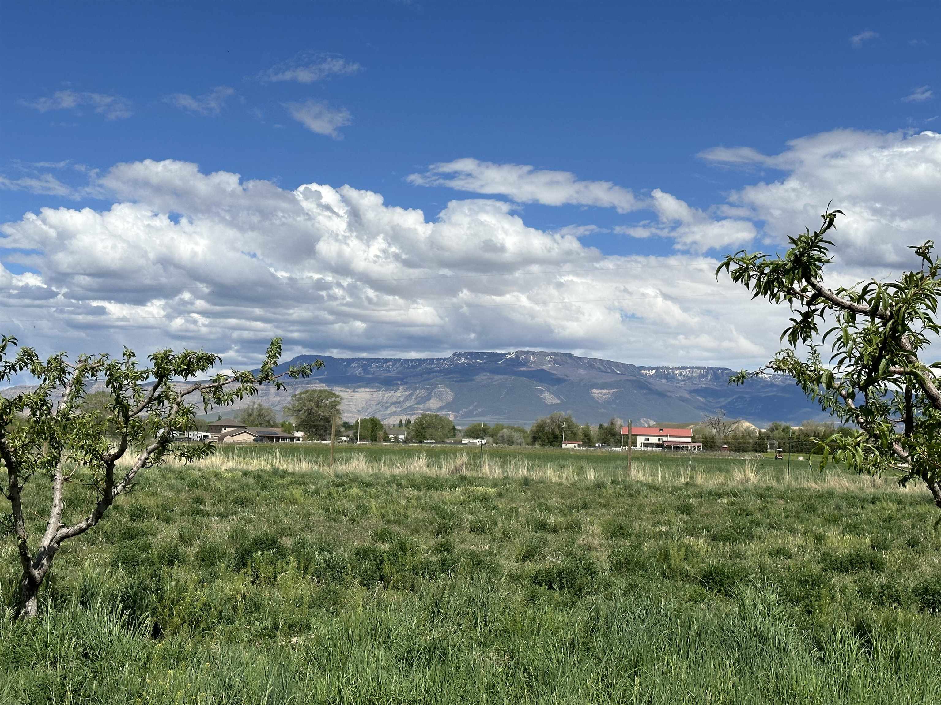 203 31 Road Grand Junction, CO 81503 - Photo 4 of 15 Gallery Image 4