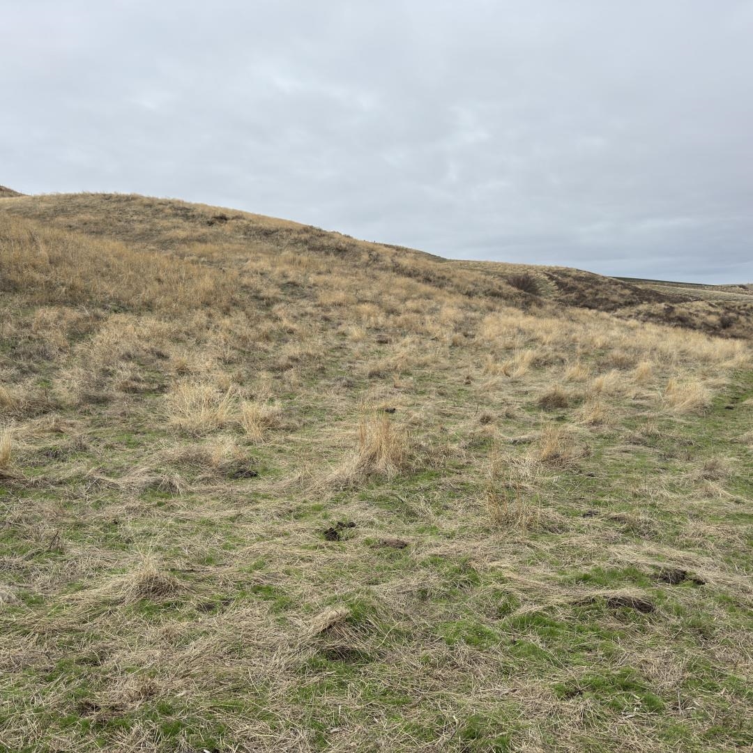 101 Smith Gulch Road Pomeroy, WA 99347 - Photo 4 of 6