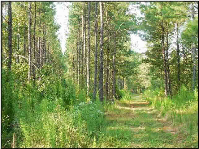 273 Midway Road Hazlehurst, MS 39083 - Photo 3 of 13 Photo 3