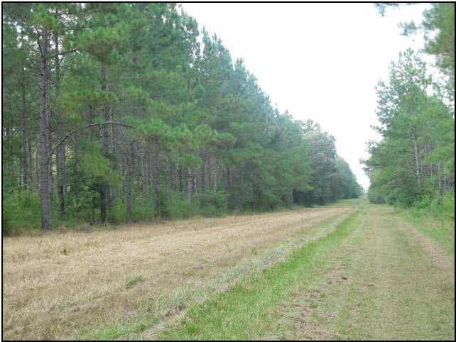 273 Midway Road Hazlehurst, MS 39083 - Photo 4 of 13 Photo 4