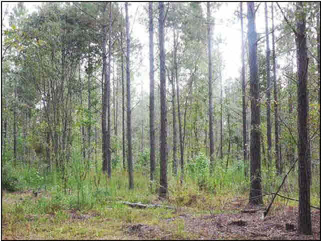 273 Midway Road Hazlehurst, MS 39083 - Photo 5 of 13 Photo 5