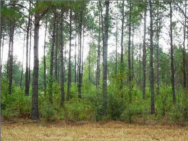 273 Midway Road Hazlehurst, MS 39083 - Photo 7 of 13 Photo 7