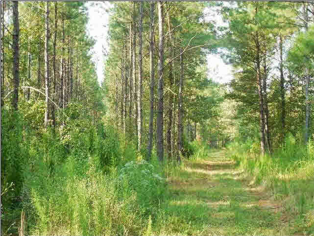273 Midway Road Hazlehurst, MS 39083 - Photo 10 of 13 Photo 10