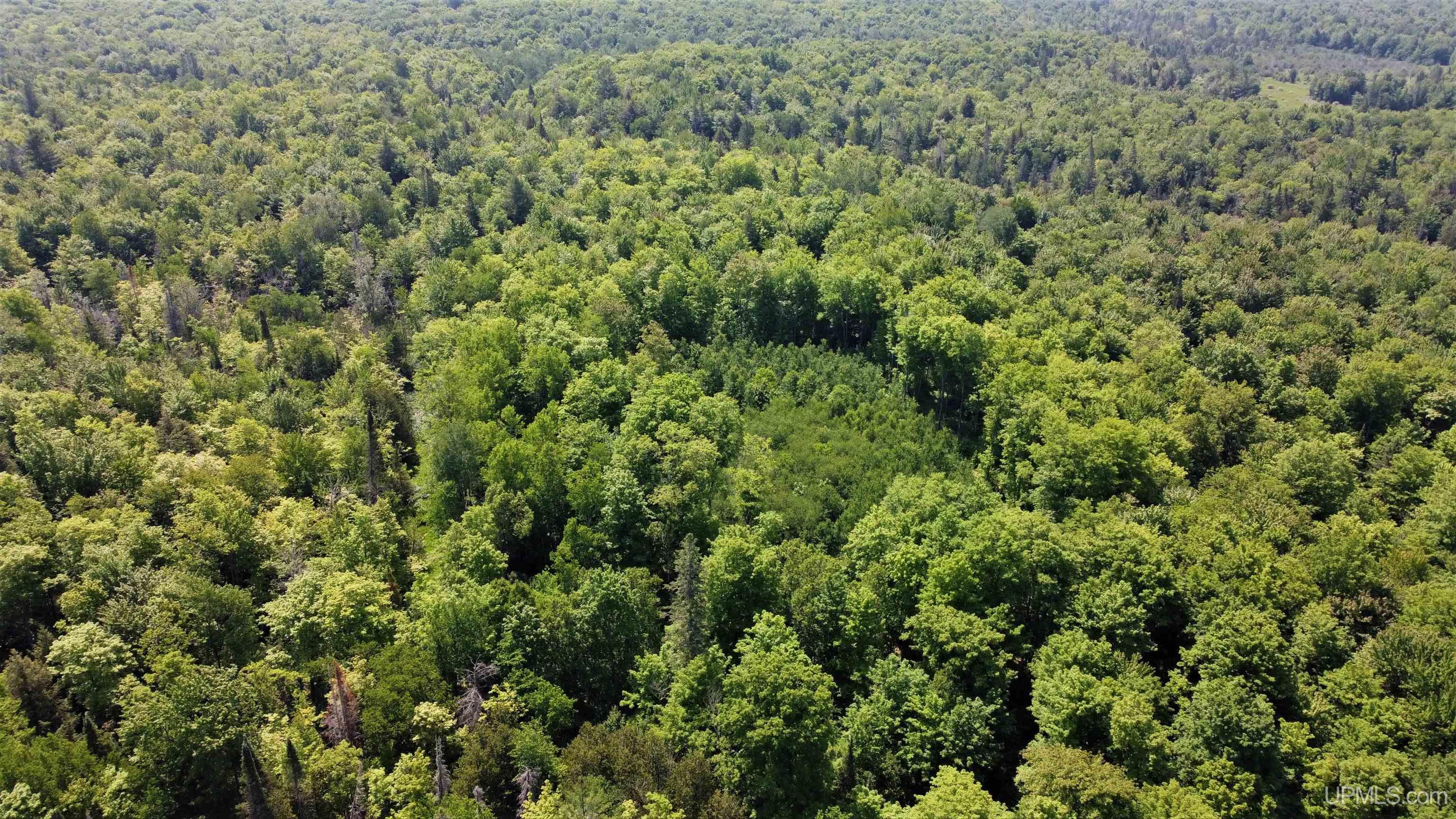 On West Shingleton Road Shingleton, MI 49884 - Photo 11 of 20