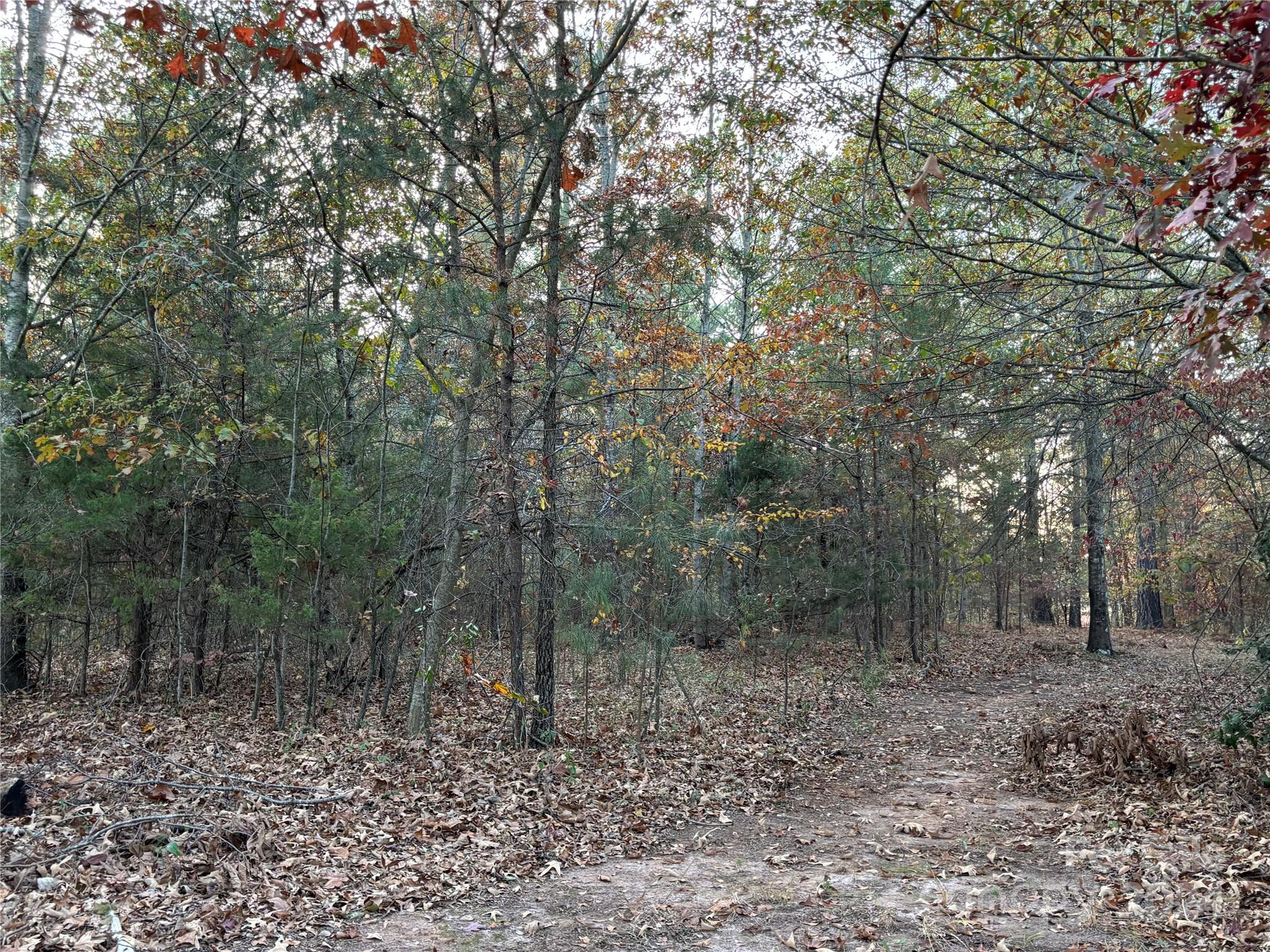 2338 Whiteside Road Mill Spring, NC 28756 - Photo 5 of 28 a view of a forest filled with trees