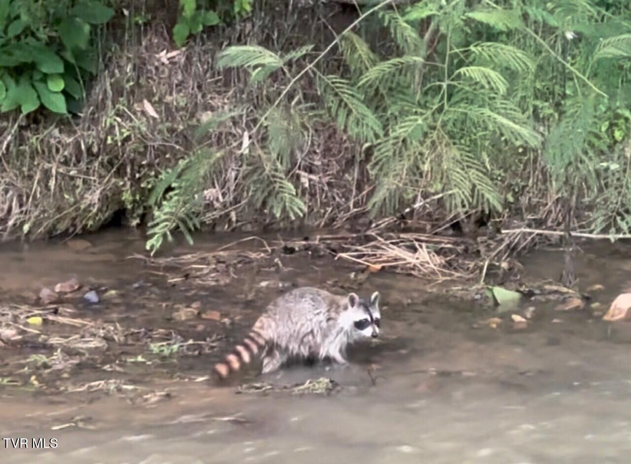 375 Middle Creek Road Afton, TN 37616 - Photo 102 of 119 Racoon 05