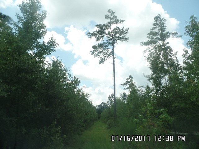 0 Legion Road Blackville, SC 29817 - Photo 3 of 6