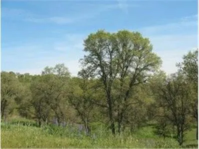 a view of a lake with a big yard