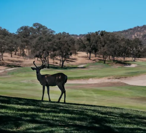 a front view of a house with a trees