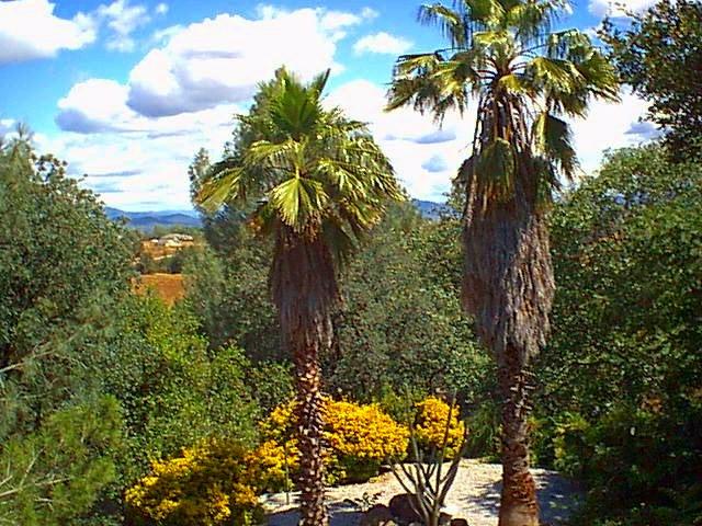 2550 Ruby Court Redding, CA 96001 - Photo 1 of 5 a view of a plant in a garden