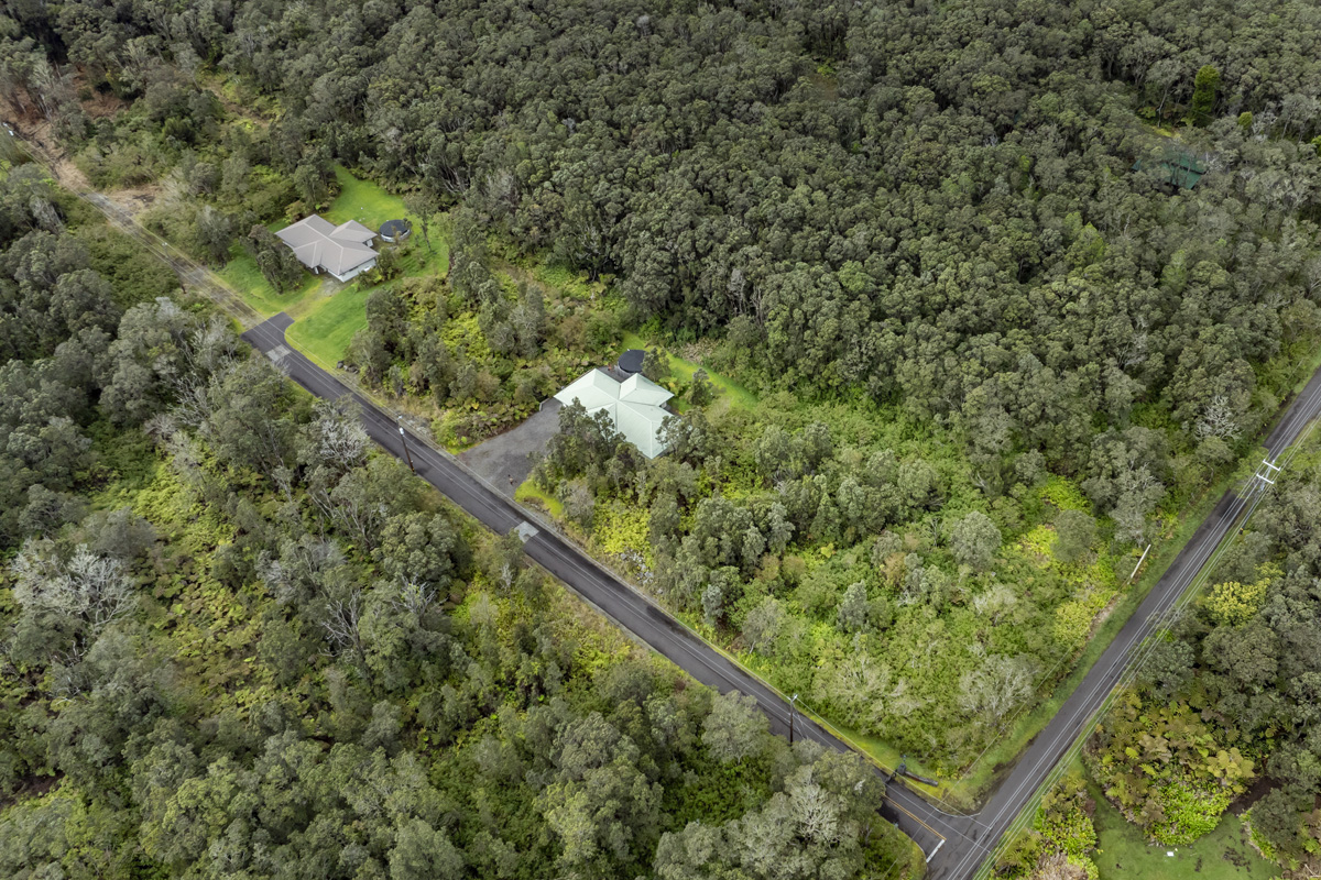 a picture of a tree with a plant