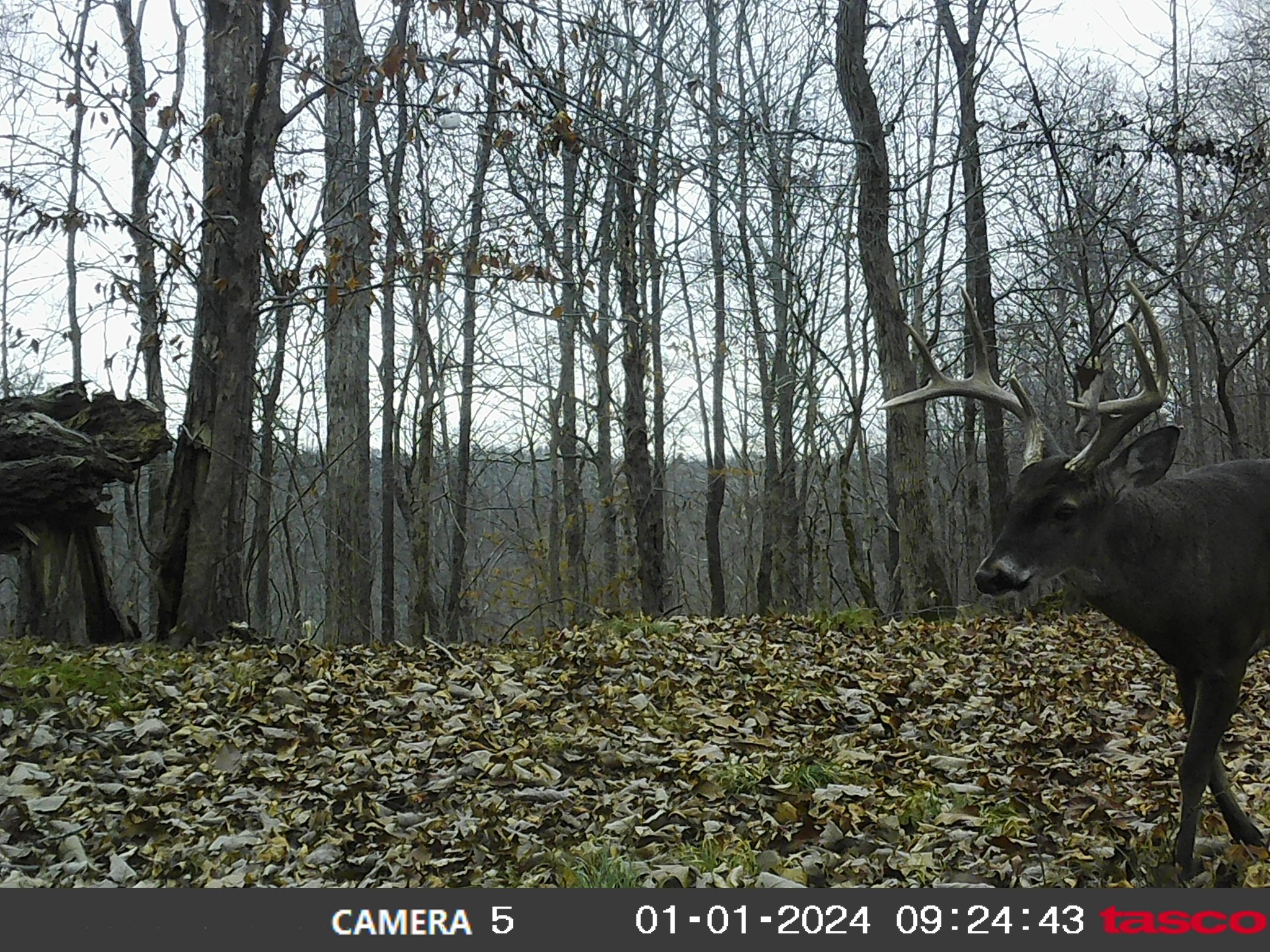 555 Lay Hollow Road Waynesboro, TN 38485 - Photo 2 of 68 a view of outdoor space with lots of trees