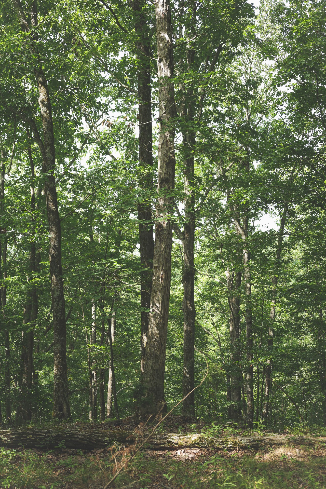 555 Lay Hollow Road Waynesboro, TN 38485 - Photo 29 of 68 a view of a forest with trees