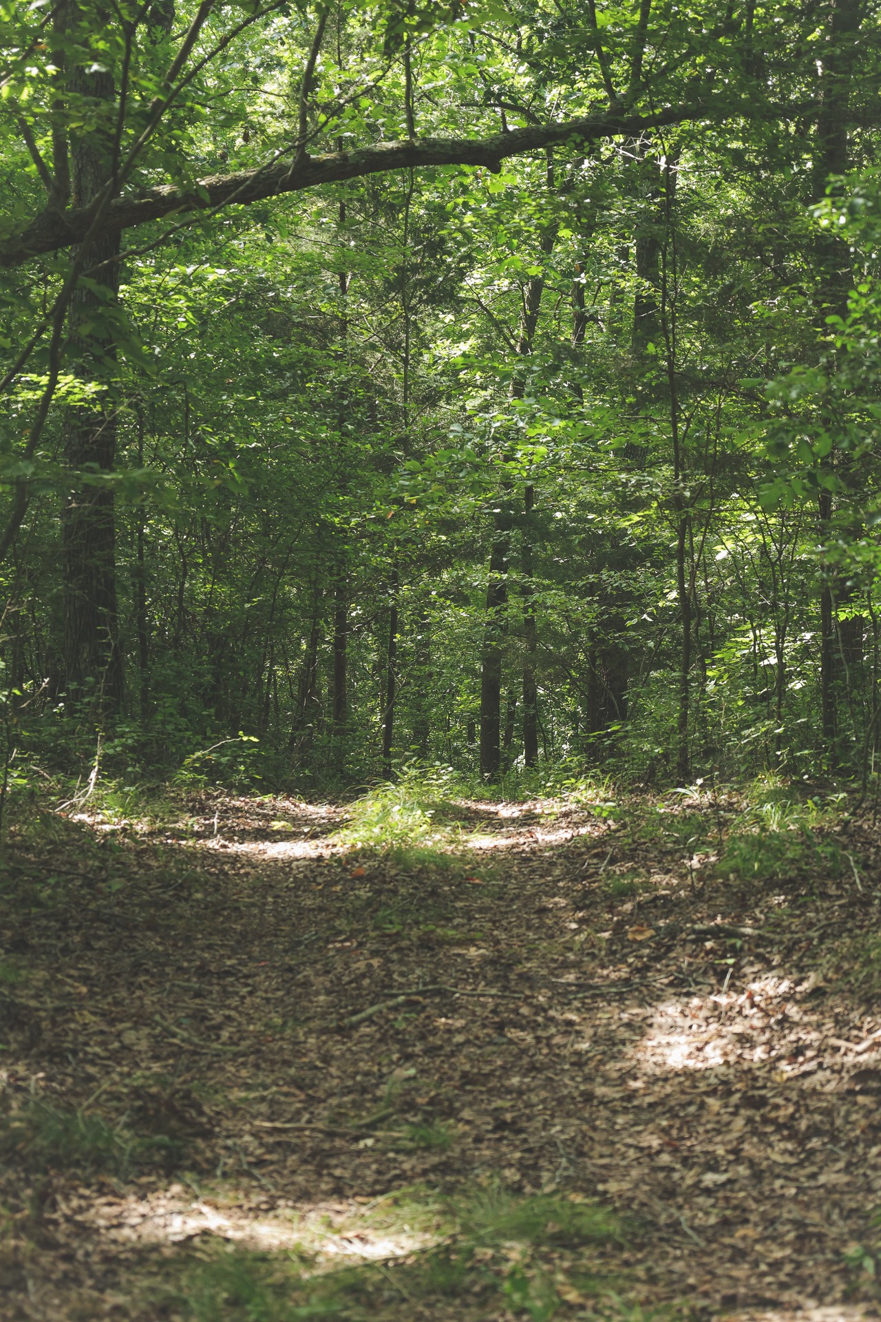 555 Lay Hollow Road Waynesboro, TN 38485 - Photo 30 of 68 a view of a water fountain in a yard