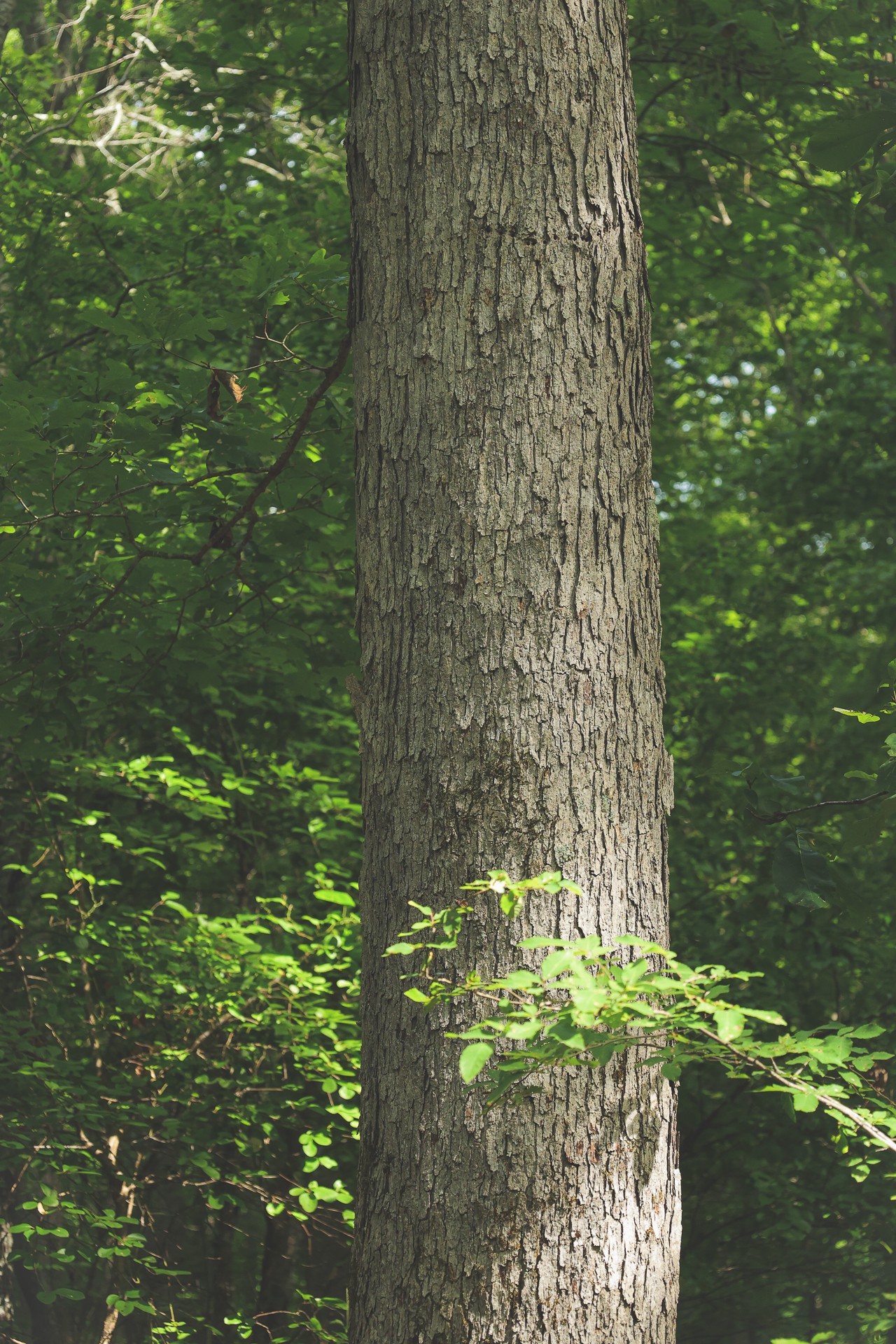 555 Lay Hollow Road Waynesboro, TN 38485 - Photo 31 of 68 a aerial view of a yard