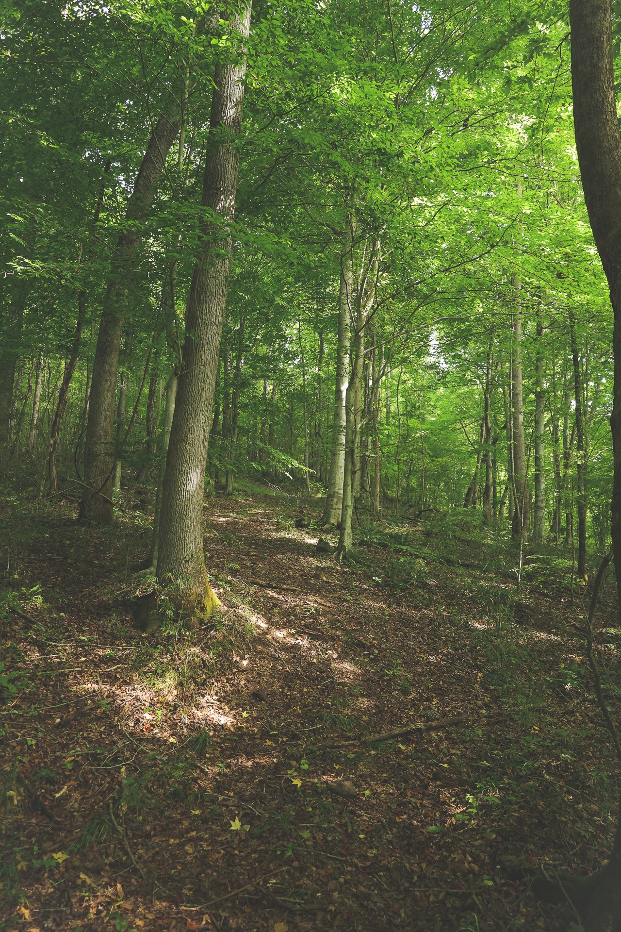 555 Lay Hollow Road Waynesboro, TN 38485 - Photo 33 of 68 a view of a forest with trees in the background