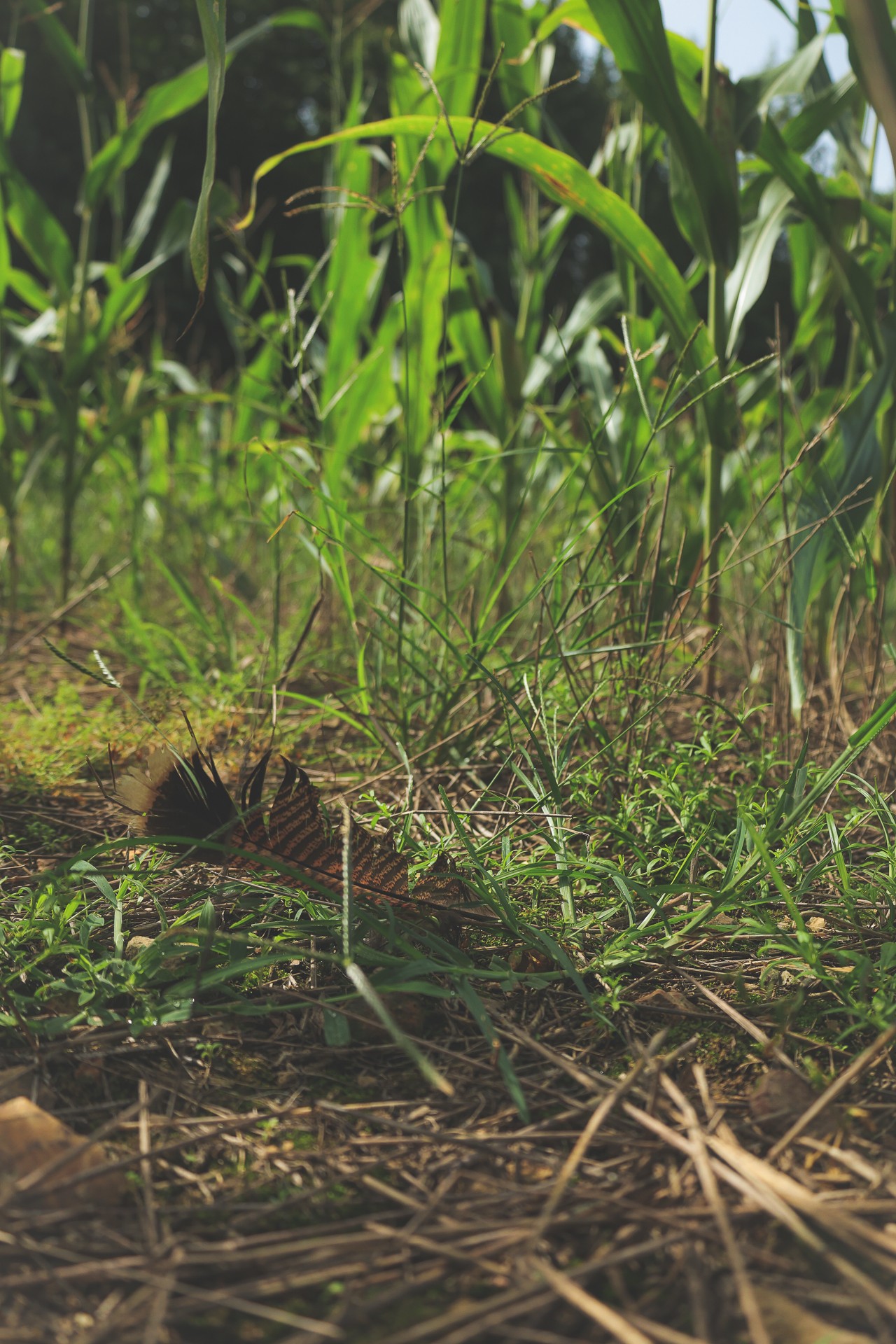 555 Lay Hollow Road Waynesboro, TN 38485 - Photo 34 of 68