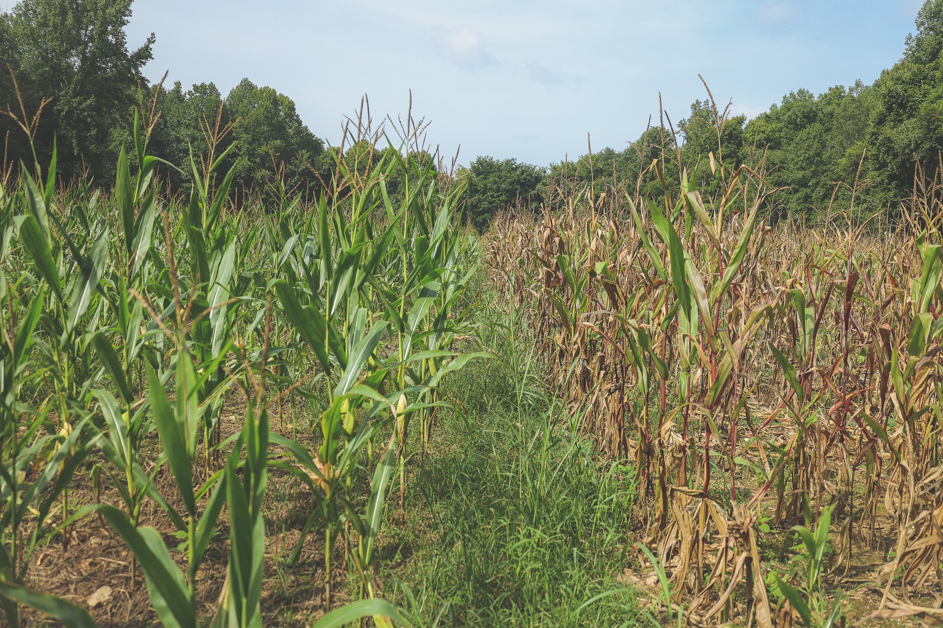 555 Lay Hollow Road Waynesboro, TN 38485 - Photo 35 of 68 a view of a yard with plants and wooden fence