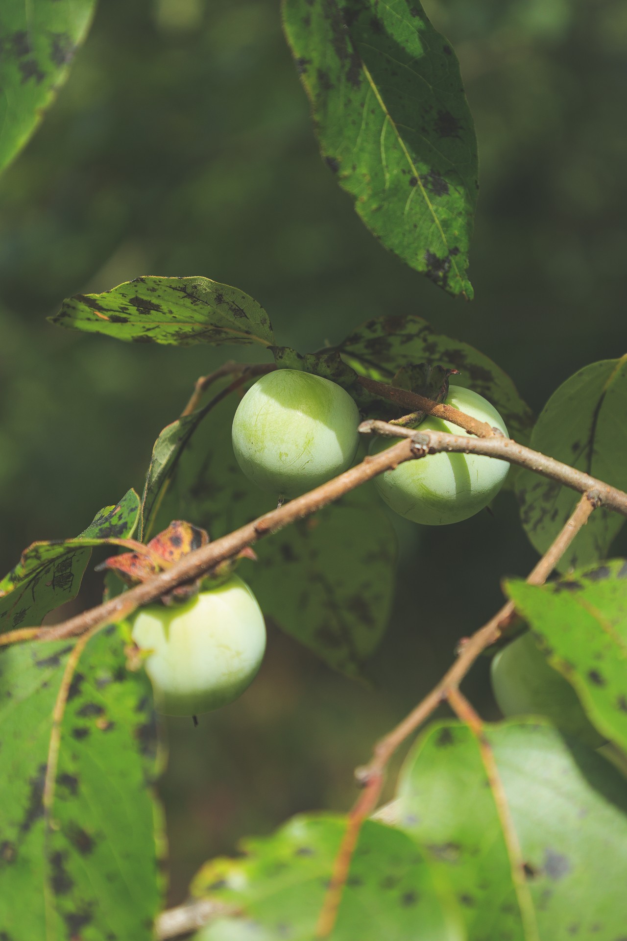 555 Lay Hollow Road Waynesboro, TN 38485 - Photo 36 of 68