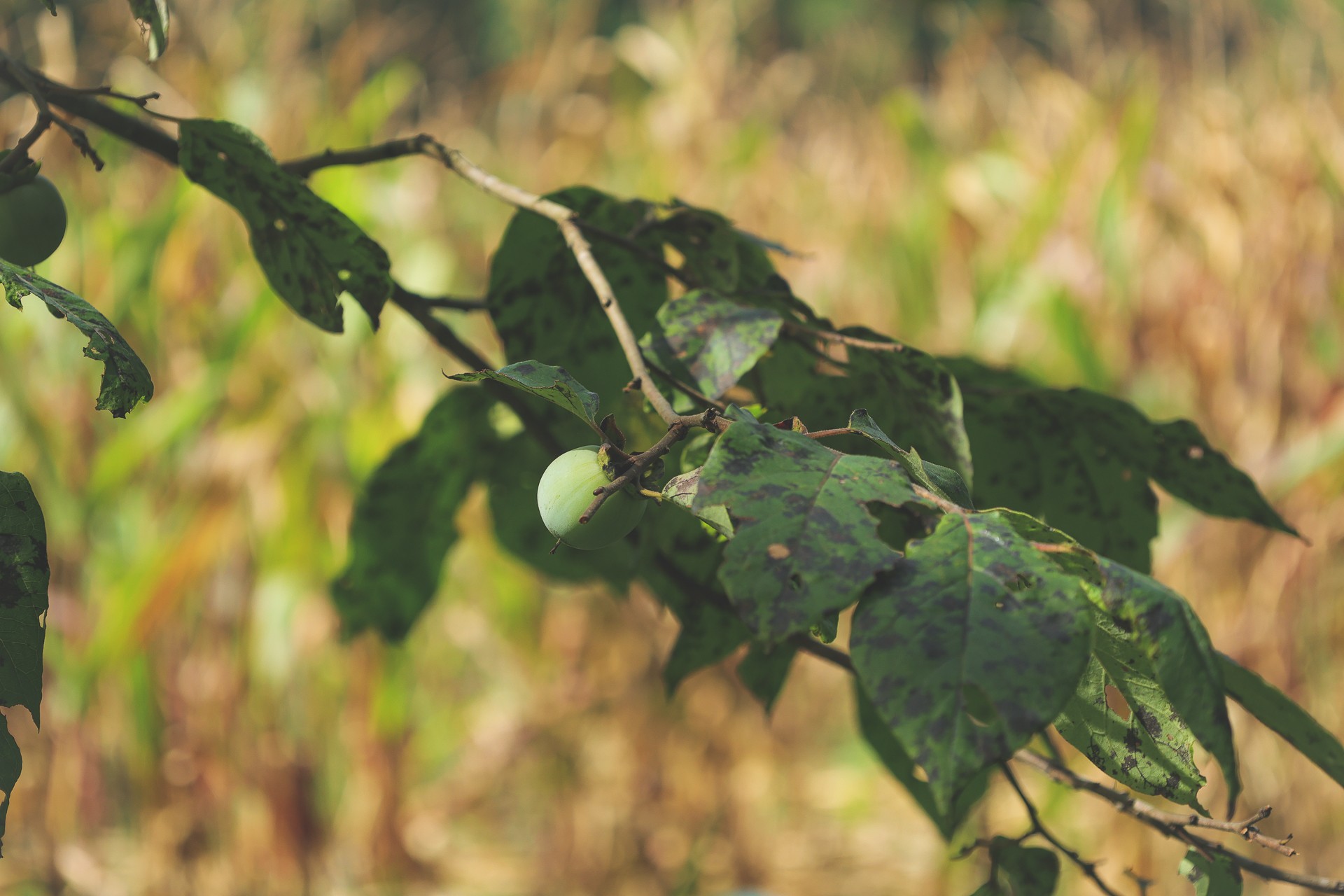 555 Lay Hollow Road Waynesboro, TN 38485 - Photo 37 of 68