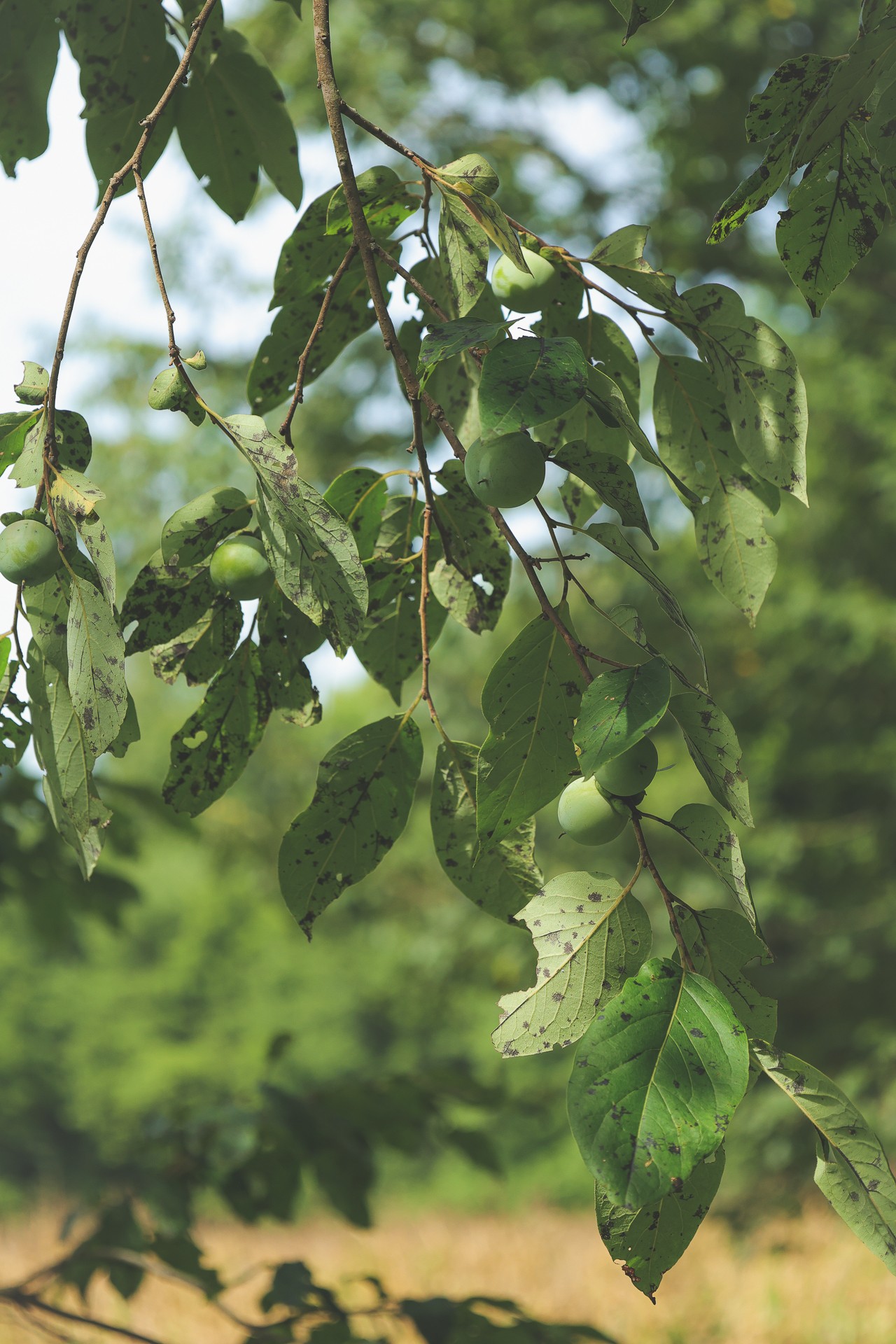 555 Lay Hollow Road Waynesboro, TN 38485 - Photo 38 of 68 a close up of a tree