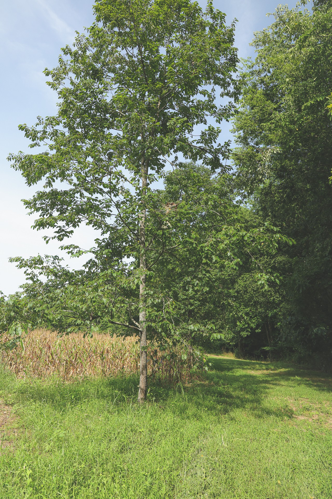 555 Lay Hollow Road Waynesboro, TN 38485 - Photo 39 of 68