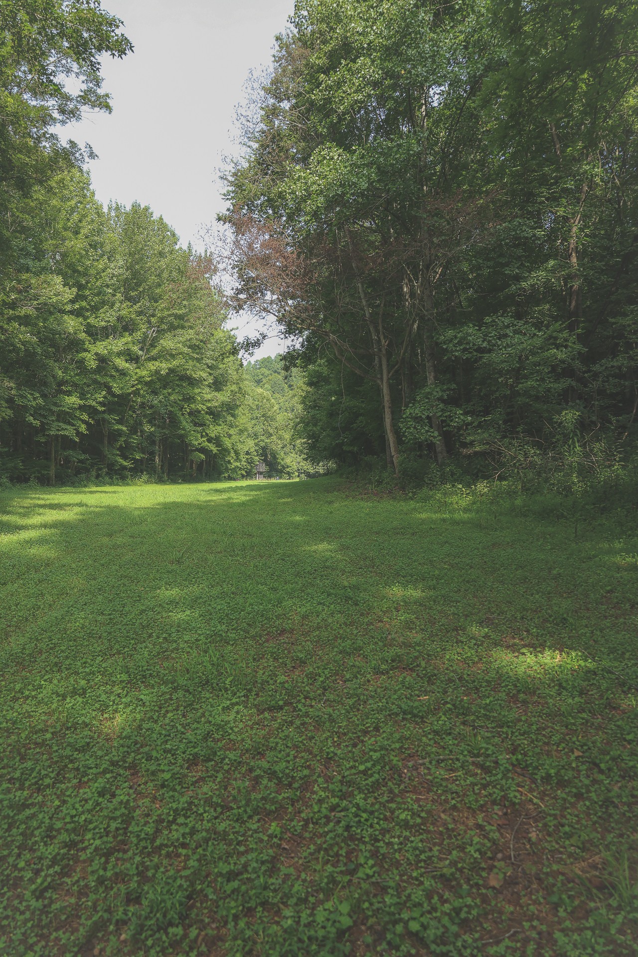 555 Lay Hollow Road Waynesboro, TN 38485 - Photo 40 of 68 a view of a field with a trees