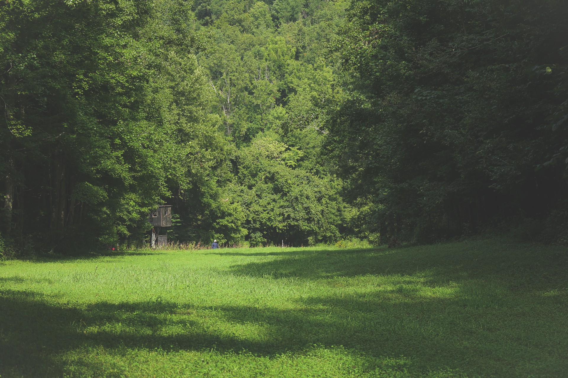 555 Lay Hollow Road Waynesboro, TN 38485 - Photo 42 of 68 a view of a green field with wooden fence