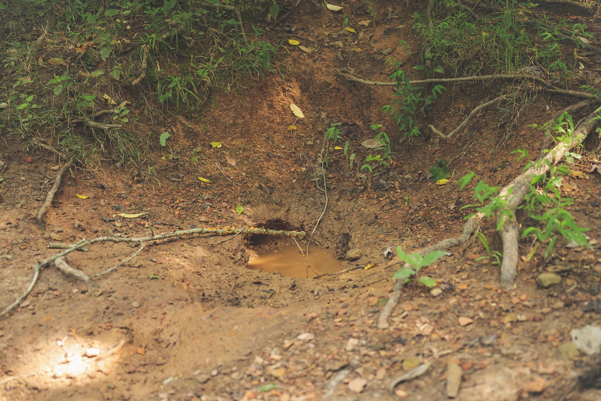 555 Lay Hollow Road Waynesboro, TN 38485 - Photo 44 of 68 a view of a yard with a tree