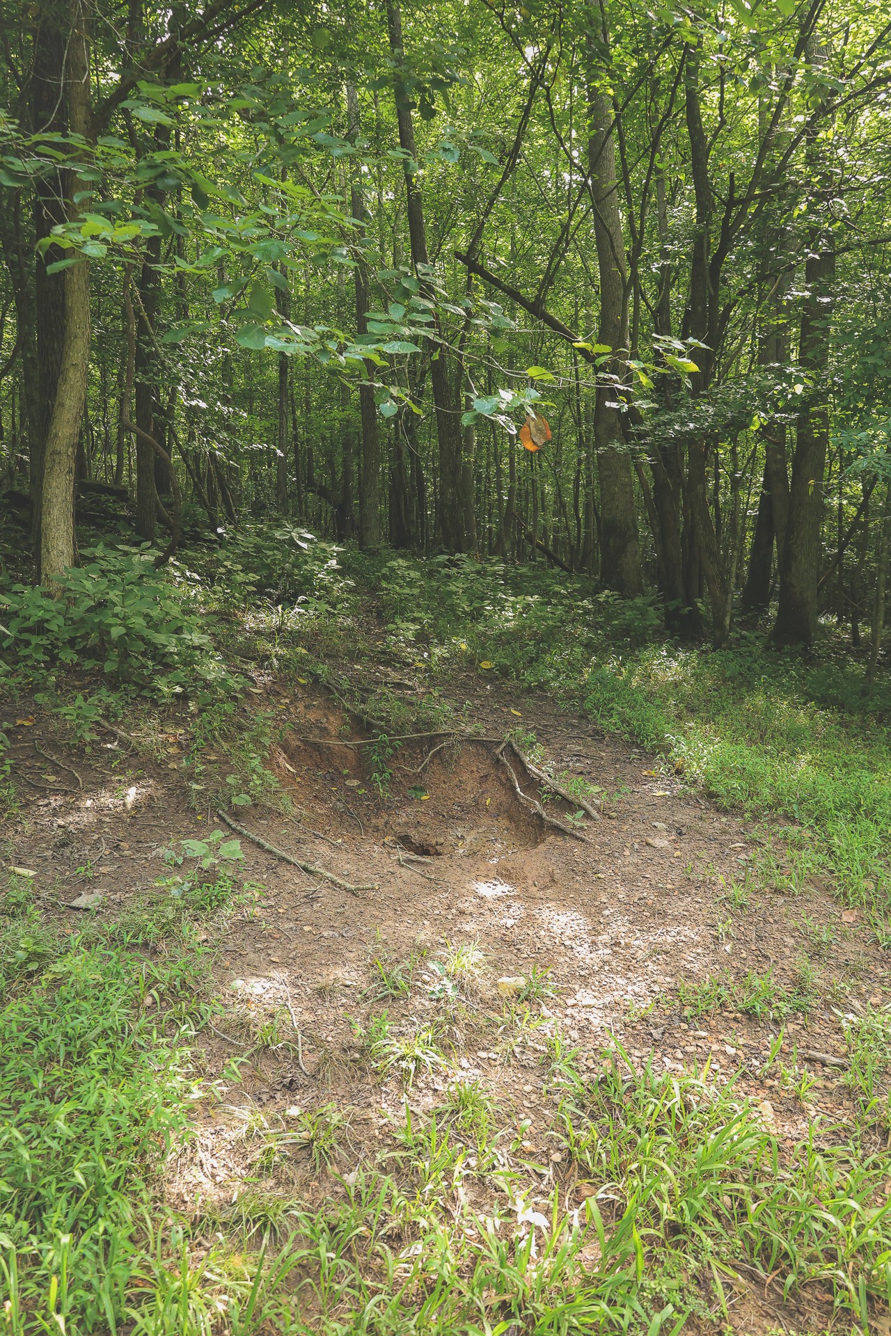 555 Lay Hollow Road Waynesboro, TN 38485 - Photo 45 of 68 a backyard of a house with lots of green space