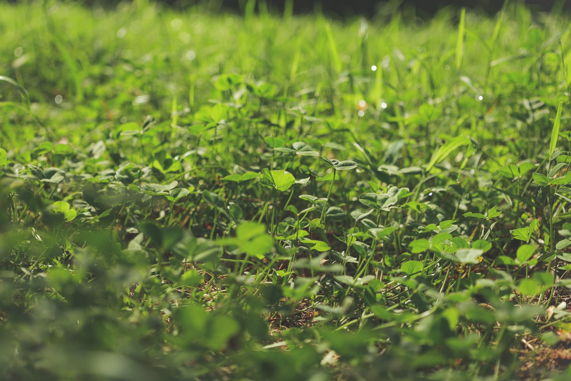 555 Lay Hollow Road Waynesboro, TN 38485 - Photo 46 of 68 a view of a yard