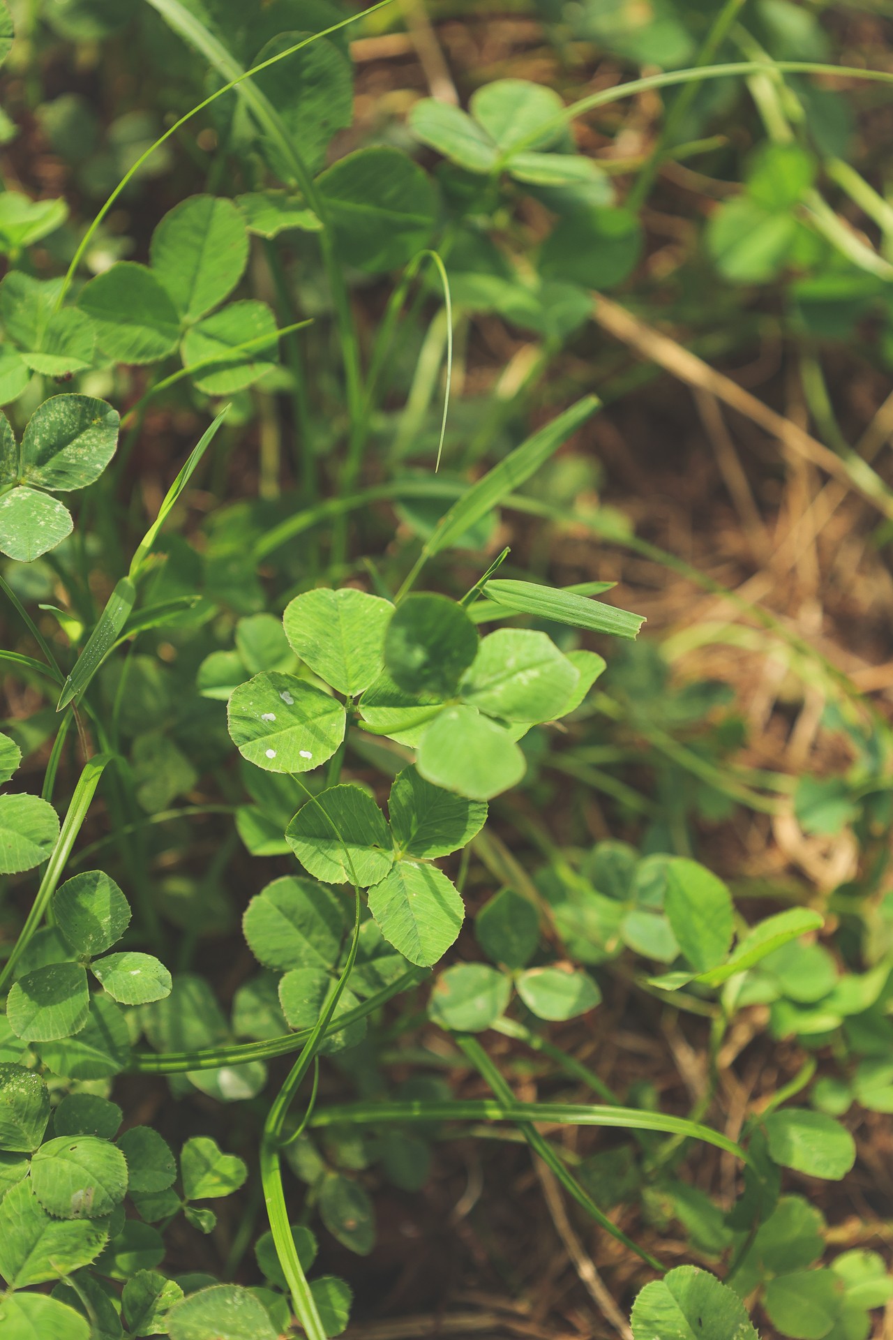 555 Lay Hollow Road Waynesboro, TN 38485 - Photo 47 of 68 a backyard of a tree