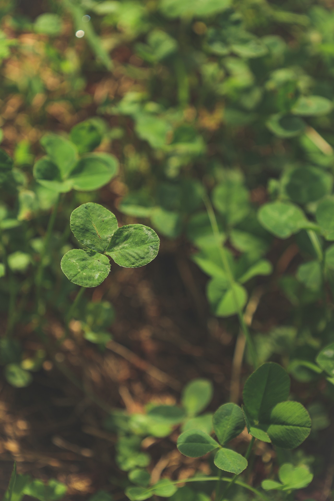 555 Lay Hollow Road Waynesboro, TN 38485 - Photo 48 of 68 a close up of a white flower