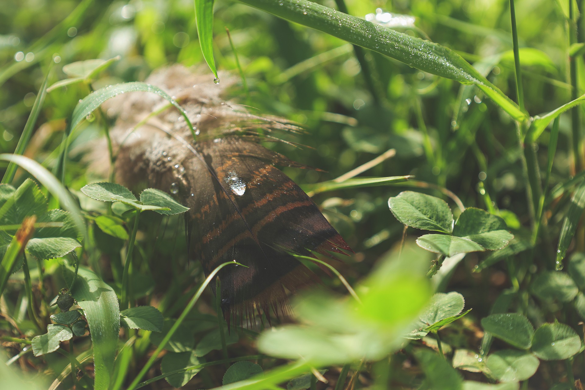 555 Lay Hollow Road Waynesboro, TN 38485 - Photo 49 of 68 a close up of a plant in a garden